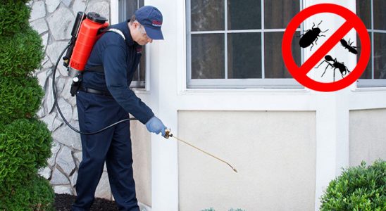 Kangal Karınca İlaçlama böcek ilaçlama ve haşere kontrolü — ilaclama-tr.com
